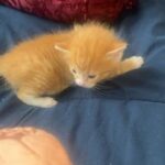 Beautiful Kitten For Sale in New York City, New York