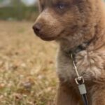 Bear The Husky ✨?? in Smithfield, North Carolina