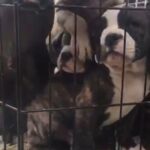 Bully Pups in Stanford, California