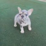 Blue Merle Male Frenchie in Arizona City, Arizona