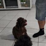 Poodle hembra in Arizona City, Arizona
