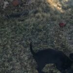 Lab/Drahtharr ( Labadrshth) puppies in Arizona City, Arizona