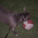 needing new home fast!! in Arizona City, Arizona