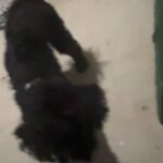 Friendly and loving 20 month old pup in Arizona City, Arizona