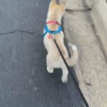 Husky pup for sell in Arizona City, Arizona