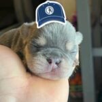 French Bulldog Pups in Hesperia, California