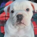 American bulldog Female in Corpus Christi, Texas