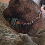 Staffordshire Bull Terrier Male - Kenai in Rockford, Illinois
