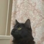 Long Hair Domestic Male Cat - Koda in Rockford, Illinois