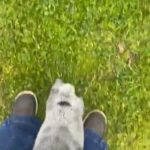 Blue Heeler Puppy in Tyler, Texas