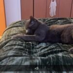 Short Hair Grey Domestic Female - Luna in Rockford, Illinois