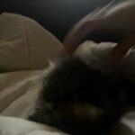 Persian Kittens in San Angelo, Texas