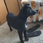 Blue Heeler Dutch Shepard Mix - Kage in Rockford, Illinois