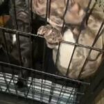 French Bull Dog Puppies in Paramount, California