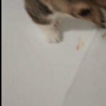 AKC Registered Female Corgi in Enid, Oklahoma