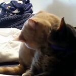 Liam is a chill dude who is great with other cats! in Bethlehem, Pennsylvania
