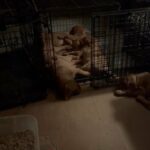 Dogue De Bordeaux in Moreno Valley, California