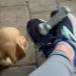 Cocker Spaniel Puppies in Bonita Springs, Florida