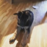 German Shepherd Puppies in Washington, District of Columbia