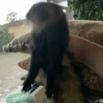 Luna The Ferret in Naples, Florida