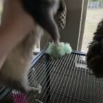Girl Ferret in Naples, Florida
