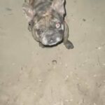 Merle  1 Year And 7 Months in Olivehurst, California