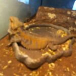 Female Bearded Dragon in Las Vegas, Nevada