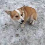 Pembroke Welsh Corgi in Oakdale, Minnesota
