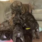 Bellah’s Babies in Cape Girardeau, Missouri