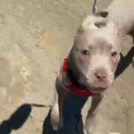 looking to rehome  beautiful puppy? in Camden, New Jersey