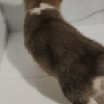 AKC Registered Male Corgi in Enid, Oklahoma
