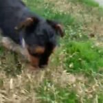 Male Yorkie/shitzu in Stockton, California
