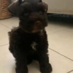 Schnauzer in Tampa, Florida