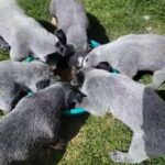 First day of puppy chow in Hemet, California