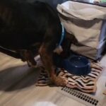 Rottweiler and Hound mix in Bentonville, Arkansas