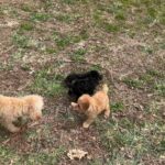AKC Toy poodle Puppies in Arizona City, Arizona