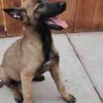 Belgian Malinois puppy in Hidalgo, Texas