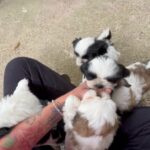 Shih Tzu babies in Arizona City, Arizona
