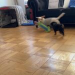 Puppy for sell name King in Arizona City, Arizona