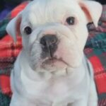 American Bulldog female in Corpus Christi, Texas