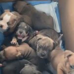 Micro bully Puppies in Corpus Christi, Texas