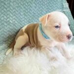 Staffordshire Terrier Pups in Palm Springs, California