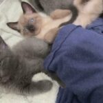 Chocolate Point Siamese Boy in Central Islip, New York