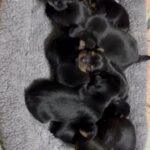 Morkies (2 Weeks Old) And Yorkies (1 Month Old) in Washington, District of Columbia