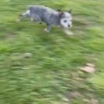 Blue Heeler Female in Tyler, Texas