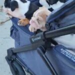 moomoo in Menifee, California