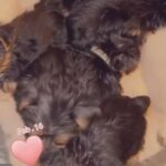 Pure Breed Yorkies in Hinesville, Georgia