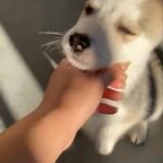 Siberian Husky/Also Do Delivery in Homestead, Florida