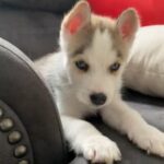 Siberian Husky/I Do delivery in Homestead, Florida
