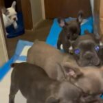 French Bulldogs in Boston, Massachusetts